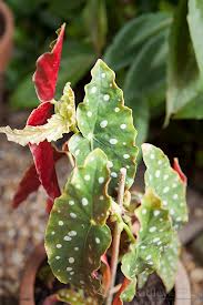 Begonia maculata Wightii