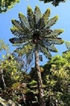 Black Tree Fern