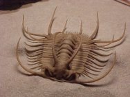 Trilobite Boedaspis ensifer