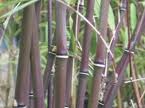 Chocolate Bamboo