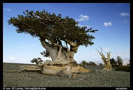   Bristlecone Pine