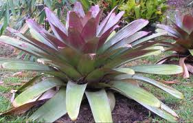 Bromeliad alcantarea imperialis 