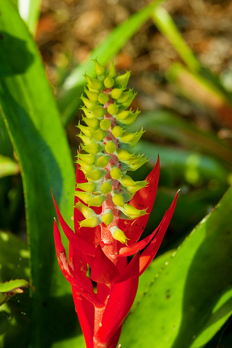 Bromeliad aechmea nudicaulis 