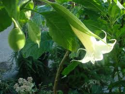 Brugmansia arborea double white