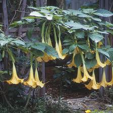 Orage Angel's Trumpet 