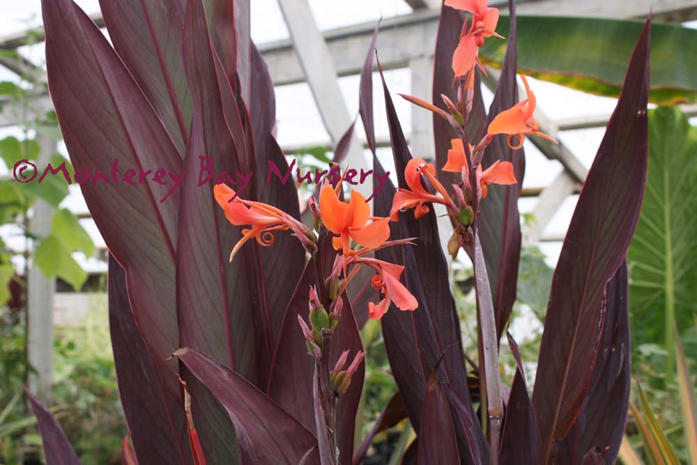 Canna Intrigue