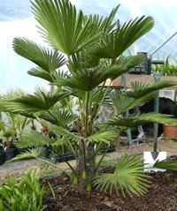 Miniature Chusan Palm 