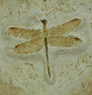 Giant Dragonfly Fossil