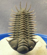 Trilobite Crotalocephalus aff. africanus