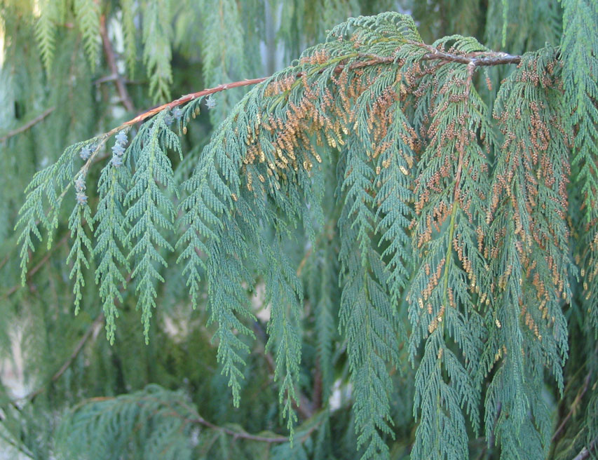 Kashmir Cypress