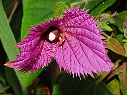 Costa Rican Butterfly Vine