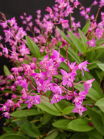 Pink Rock Orchid