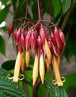 Deppea splendens Cristobal 