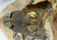 Rare Amphibian Fossil