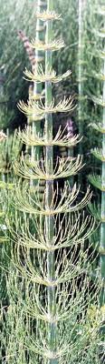 Giant Horsetail 10' Tall