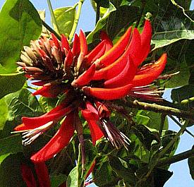  Australian Coral Tree