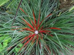 Fascicularia pitcairnifolia