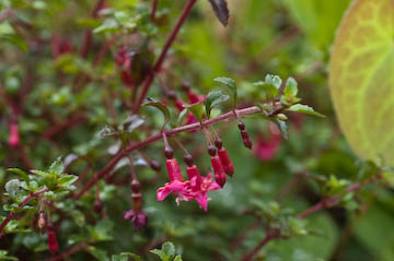 Fuchsia thymifolia