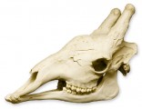 Giraffe Skull