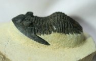 Trilobite Hollardops burtandmimiae