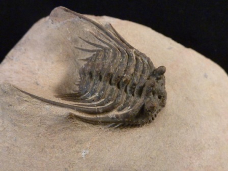 Leonaspis Trilobite