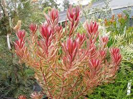 Leucadendron Jester