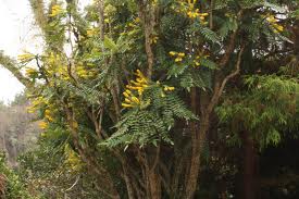 Mahonia lomarifolia
