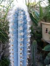 Brazilian Blue Cactus