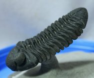 Trilobite Phacops africanus