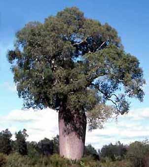 Queensland Bottle Tree 