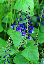 Salvia cacaliifolia 