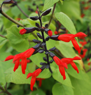 Salvia gesneriiflora Tequila