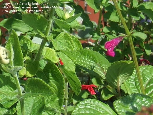 Salvia chiapensis