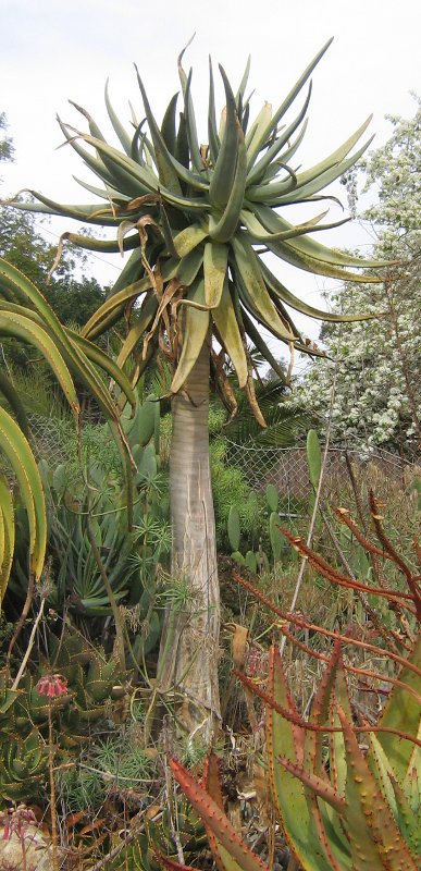 Giant Tree Aloe Non-Branching 
