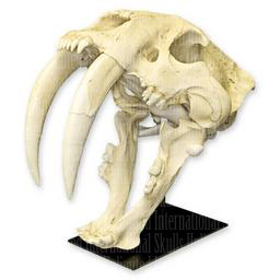 Smilodon Skull