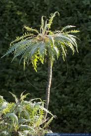 Tree Dandelion