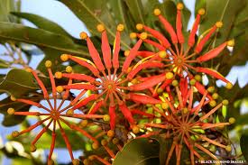 Firewheel Tree