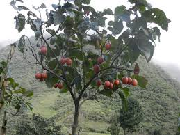 Peruvian Tree Tomato