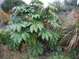  Rice Paper Plant 