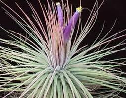 Tillandsia magnusiana