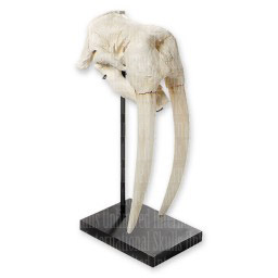 Walrus Skull