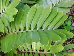 Mexican Cycad