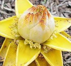 Dwarf Golden Lotus Banana