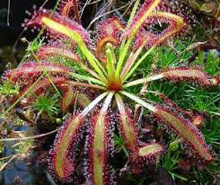 Cape Sundew