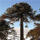 Monkey Puzzle Tree