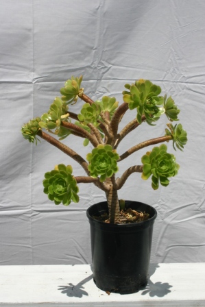 Aeonium arboreum