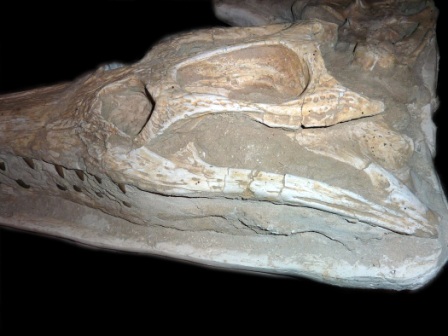 Dyrosaurus Skull