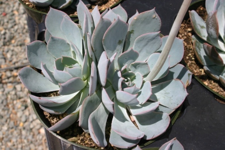 Echeveria peacockii