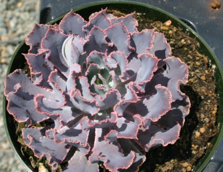 Echeveria Pink Frills