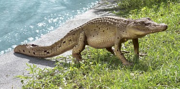 Walking Alligator Sculpture
